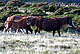 Carneddau_Ponythumbnail.jpg