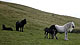 Howgill_Hillls_Ponythumbnail.jpg