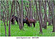 Letea_Forest_Horsesthumbnail.jpg