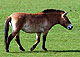 Przewalski_Horse2thumbnail.jpg