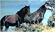 Rhodope_Horsethumbnail.jpg