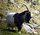 Snowdonia_Feral_Billygoatthumbnail.jpg