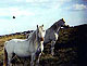 Welsh_Mountain_Pony1thumbnail.jpg