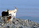 feral_Burren_Goat_thumbnail.jpg