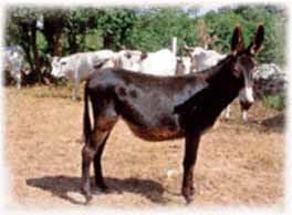 Donkey